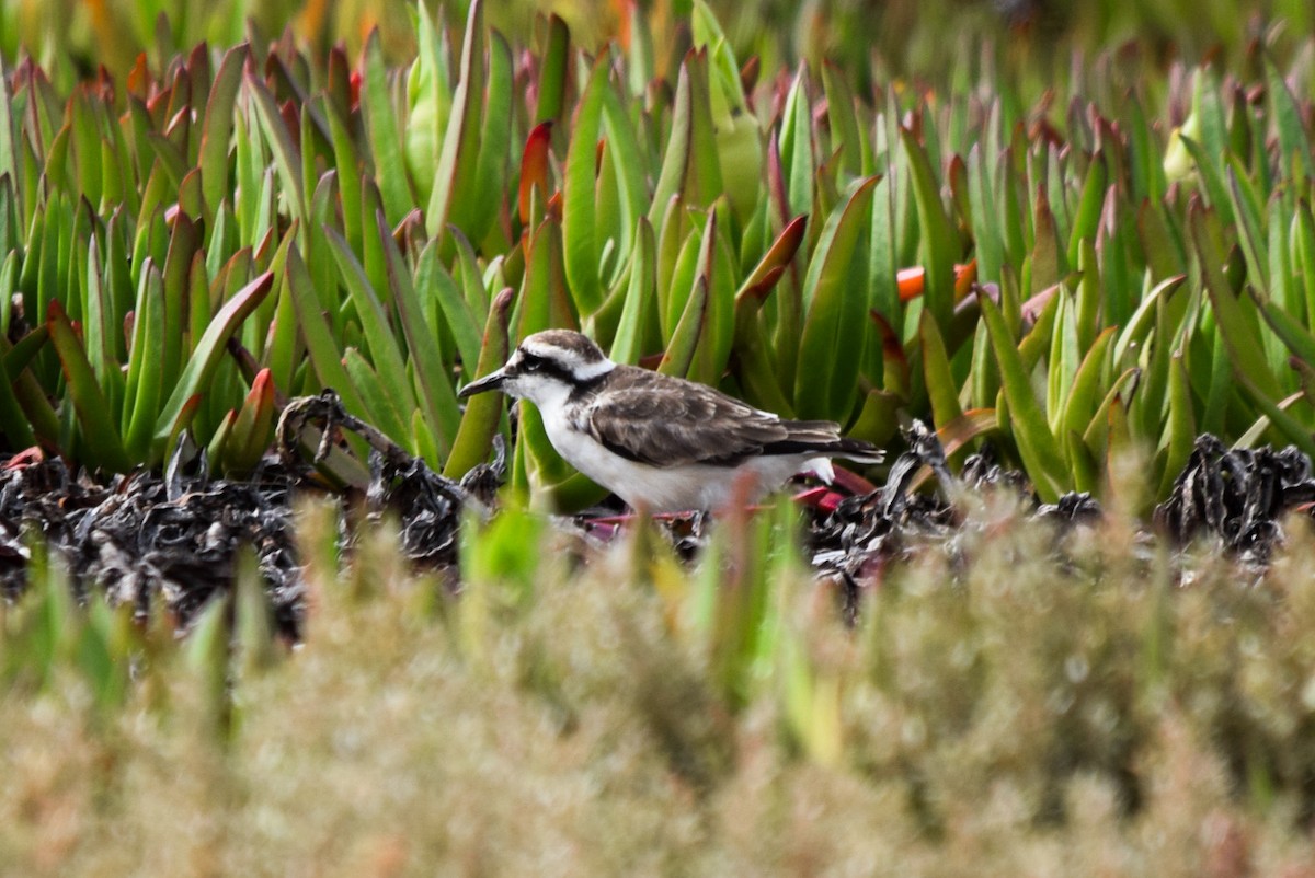 St. Helena Plover - ML616928940