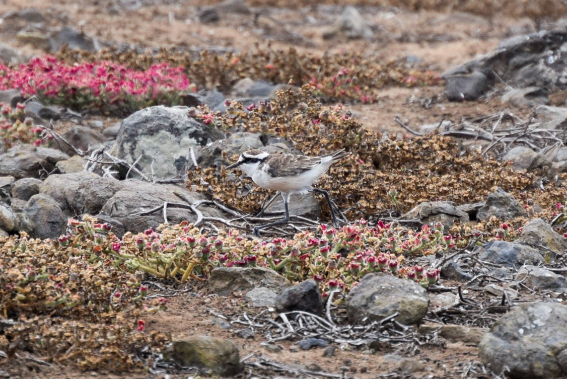 St. Helena Plover - ML616928941