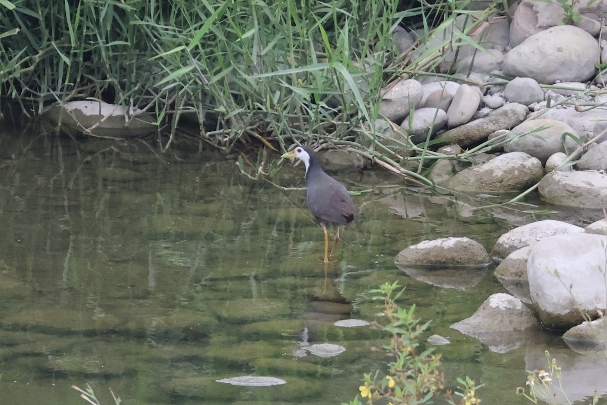 White-breasted Waterhen - ML616928948