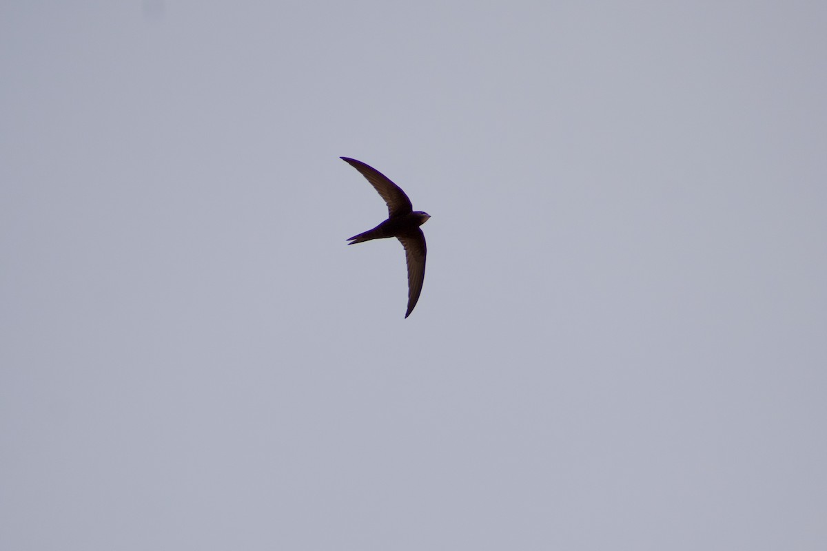 Common Swift - ML616929023