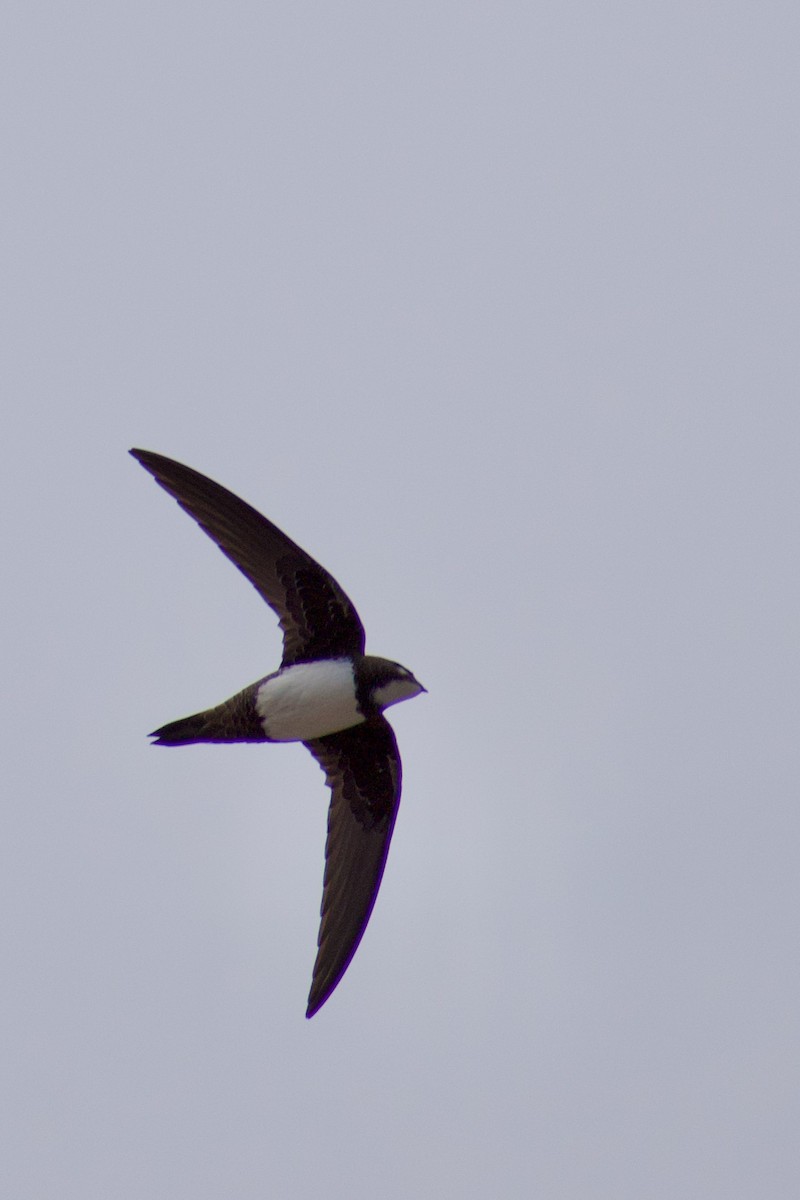 Alpine Swift - ML616929030