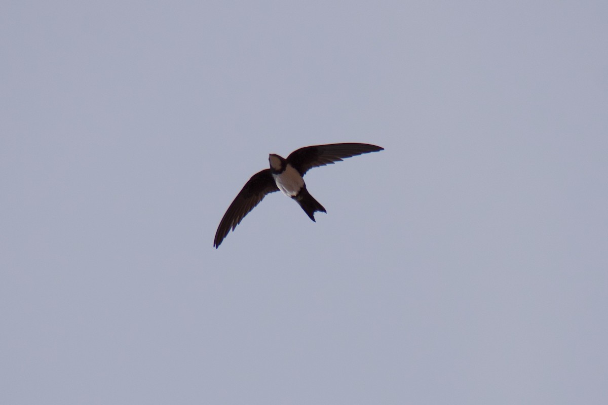 Alpine Swift - ML616929043