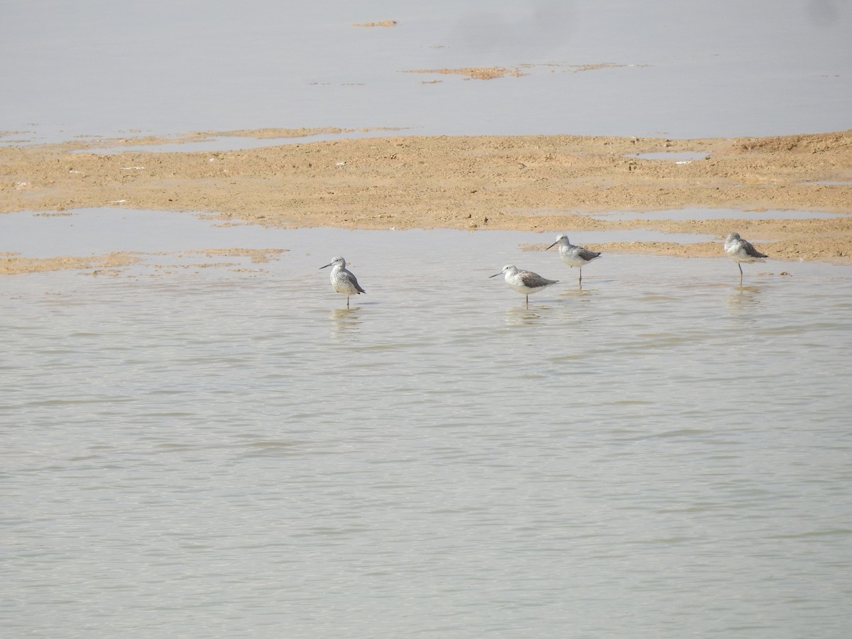 Common Greenshank - ML616929085