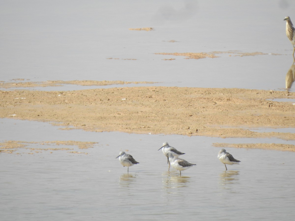 Common Greenshank - ML616929086