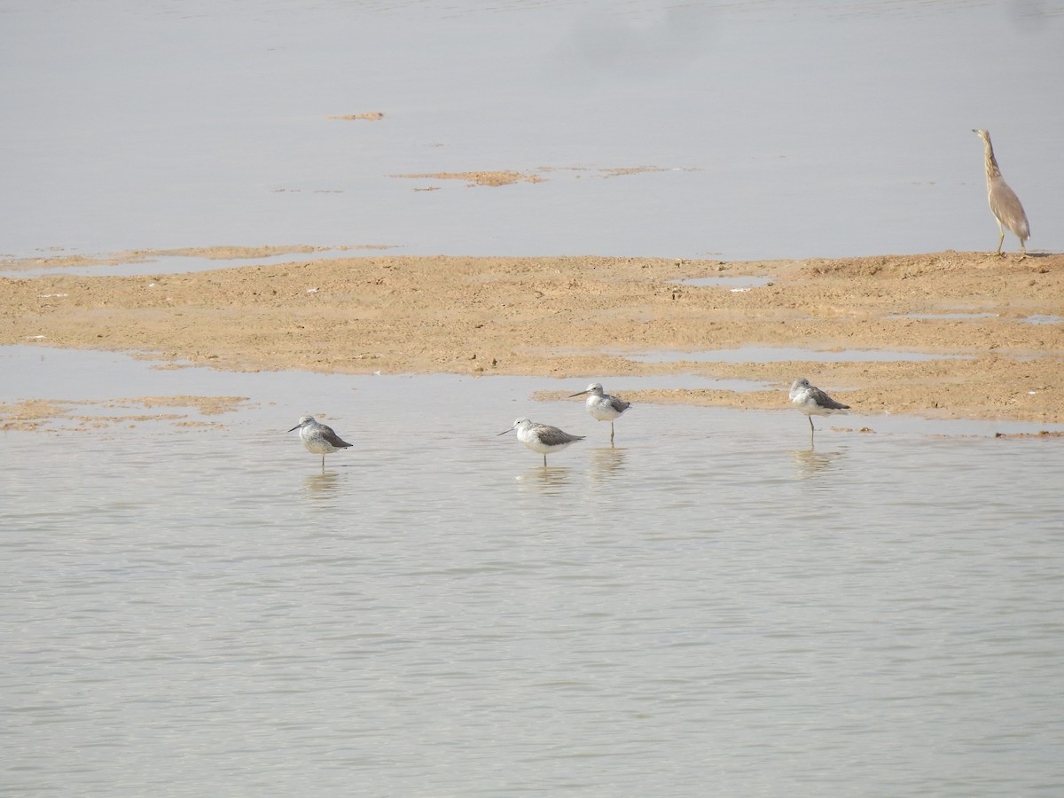 Common Greenshank - ML616929088