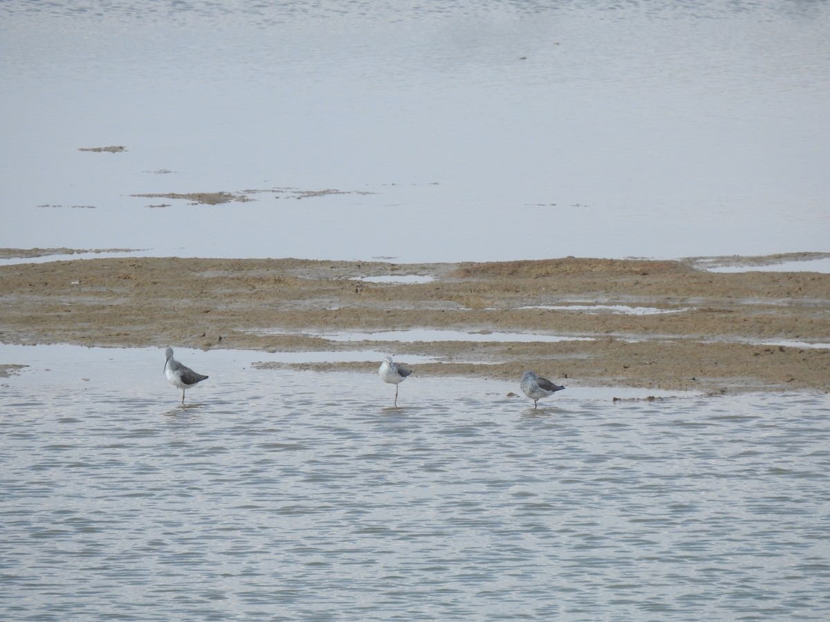 Common Greenshank - ML616929089