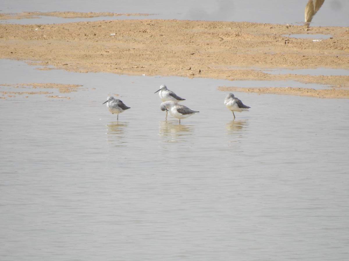 Common Greenshank - ML616929090