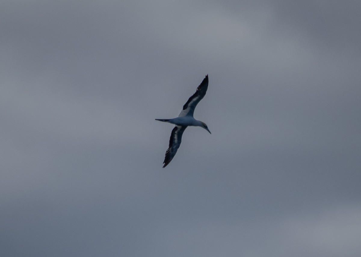 Australasian Gannet - Anne Love