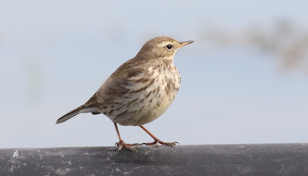 Water Pipit - ML616929105