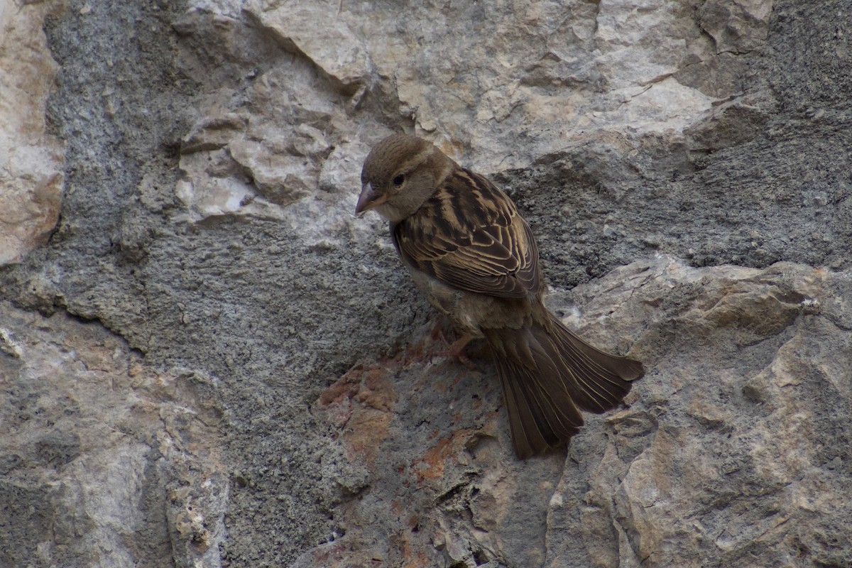 House Sparrow - ML616929112