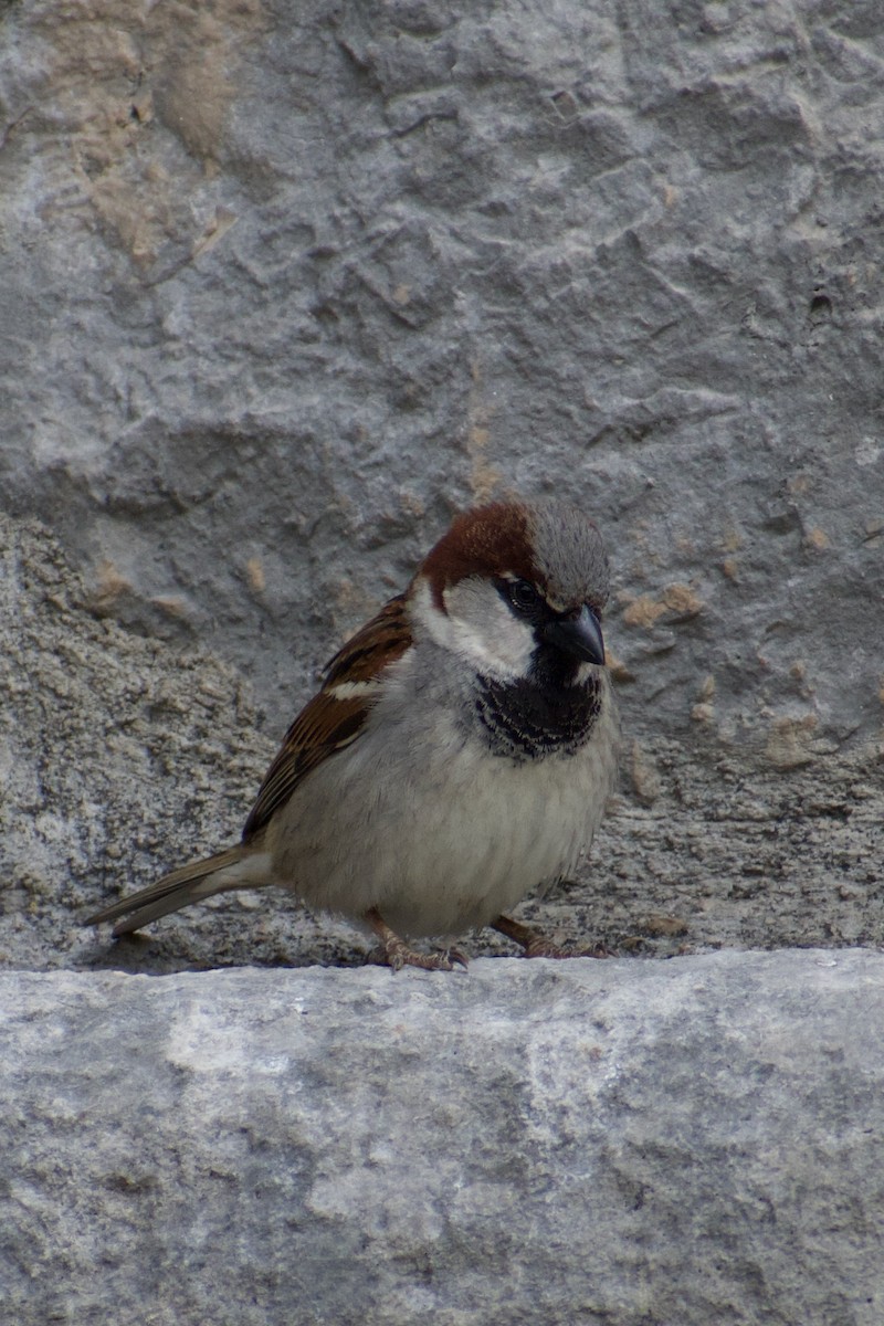 House Sparrow - ML616929114