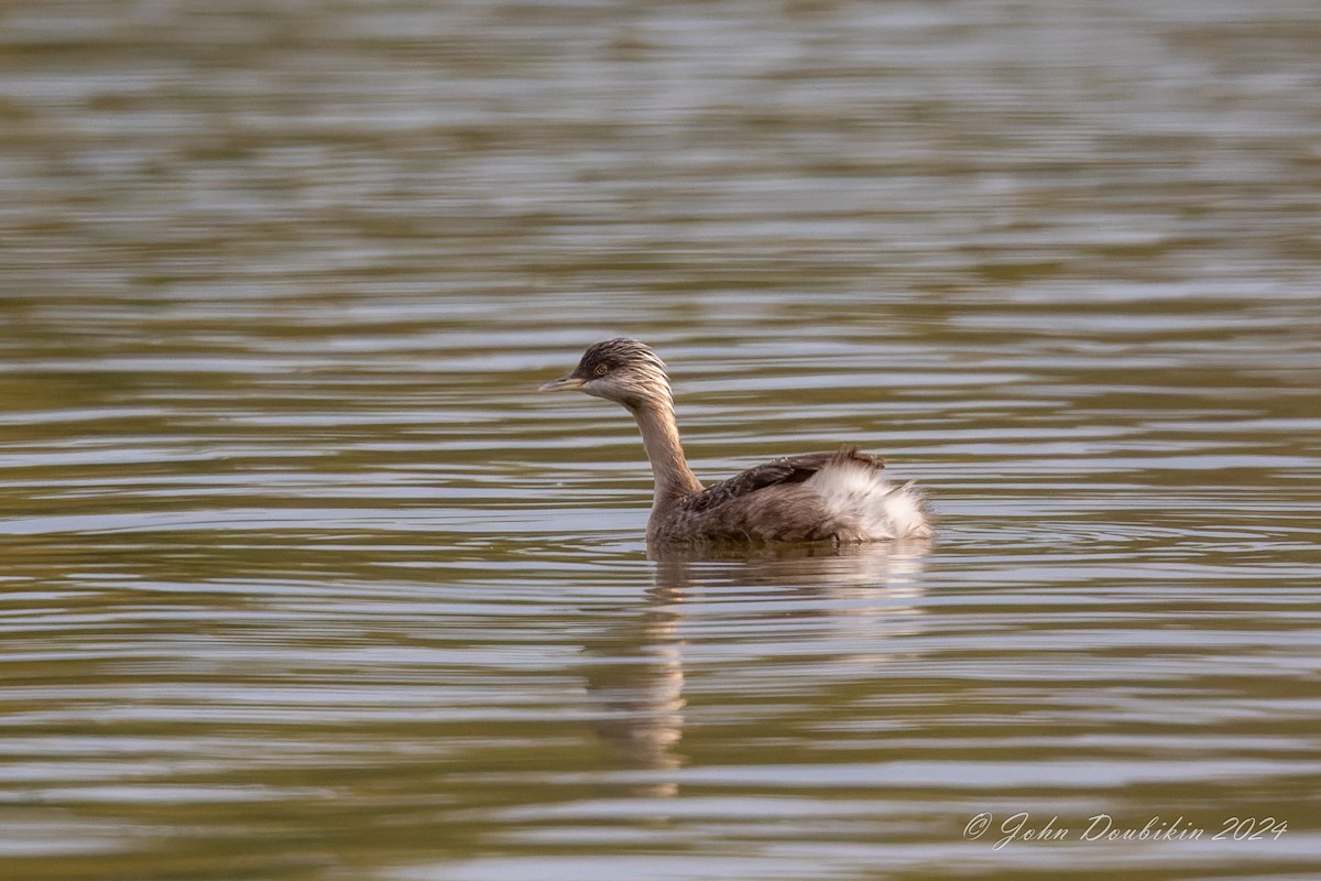 Hoary-headed Grebe - ML616929116