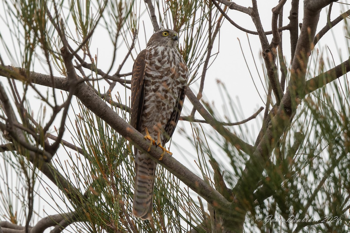 Collared Sparrowhawk - ML616929122