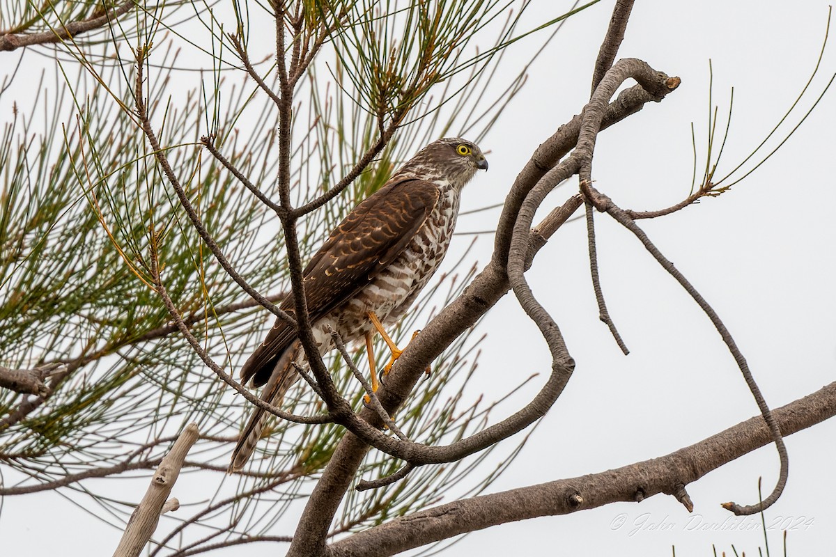 Collared Sparrowhawk - ML616929123