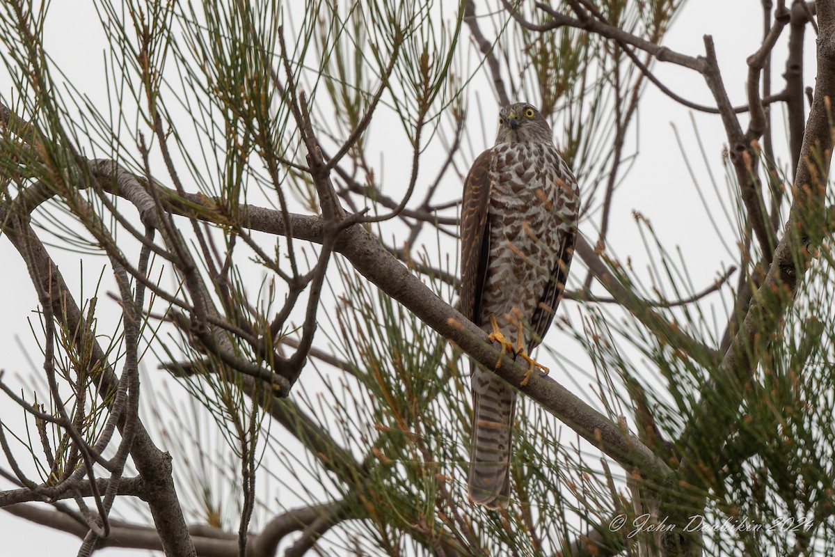 Collared Sparrowhawk - ML616929124