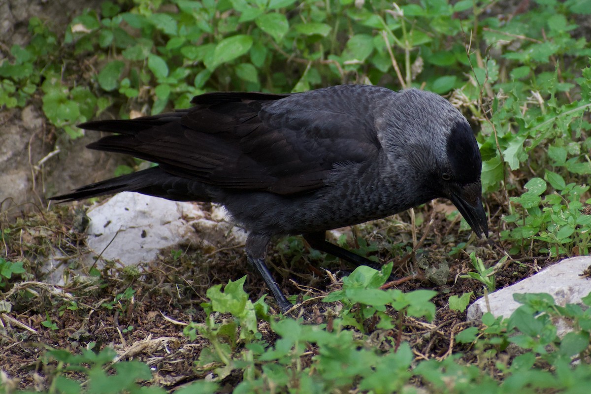 Eurasian Jackdaw - ML616929130