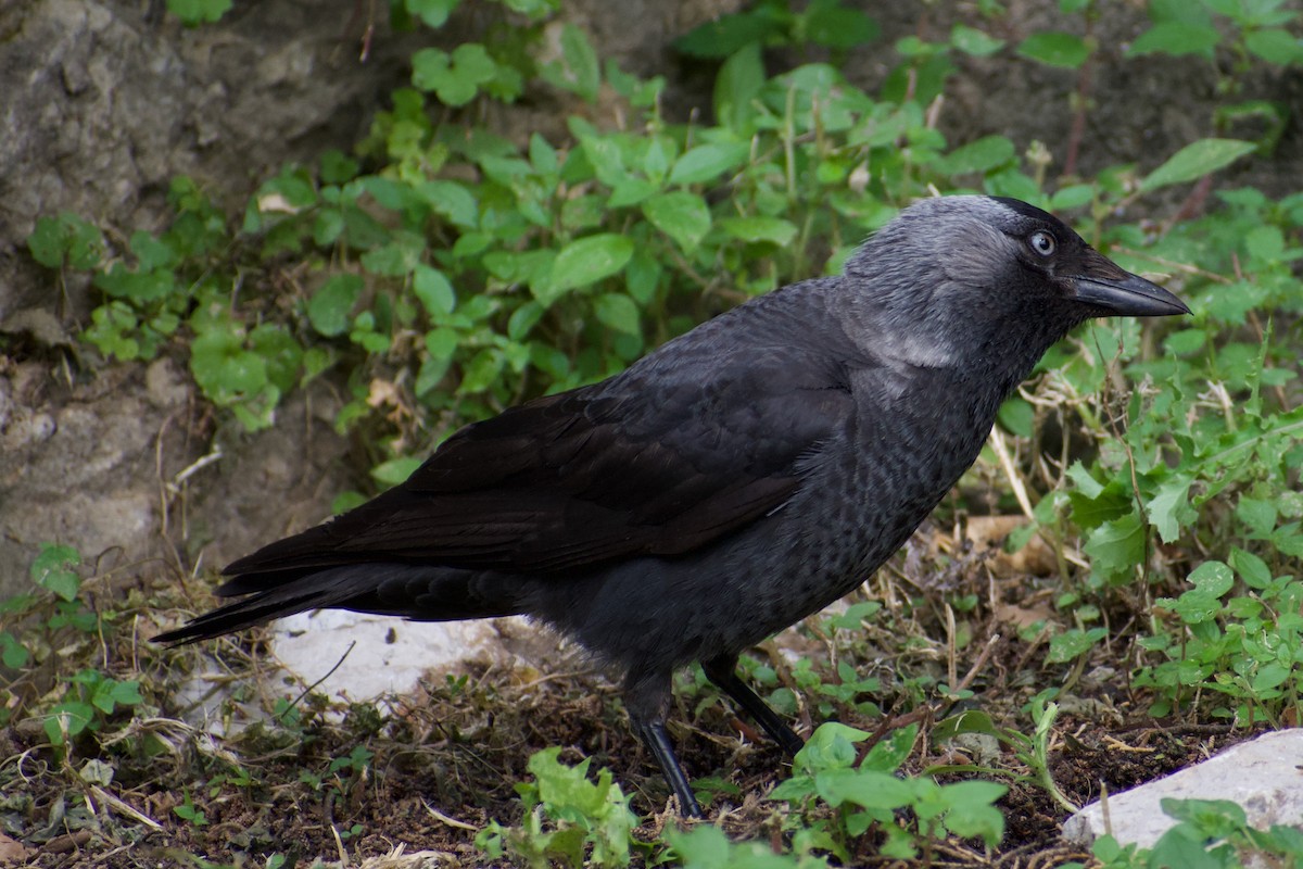 Eurasian Jackdaw - ML616929131