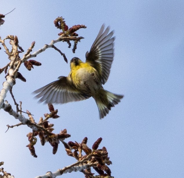 Eurasian Siskin - ML616929139