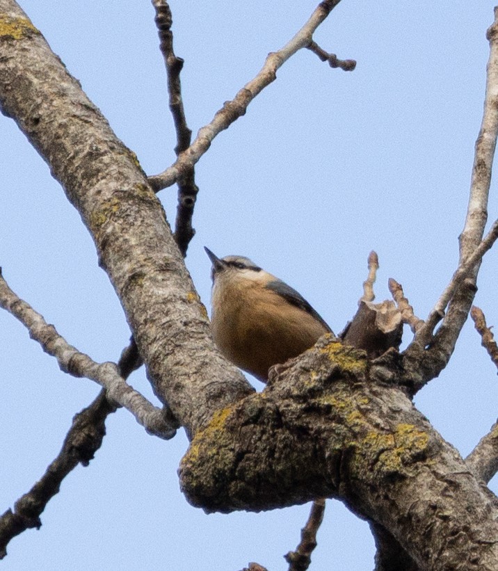 Eurasian Nuthatch - ML616929147