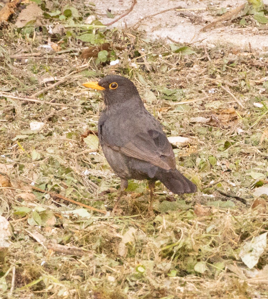 Eurasian Blackbird - ML616929188