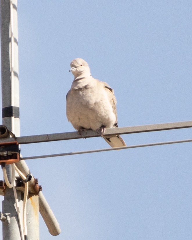 Eurasian Collared-Dove - Davide Parisio Perrotti