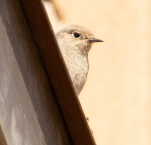 Black Redstart - Davide Parisio Perrotti