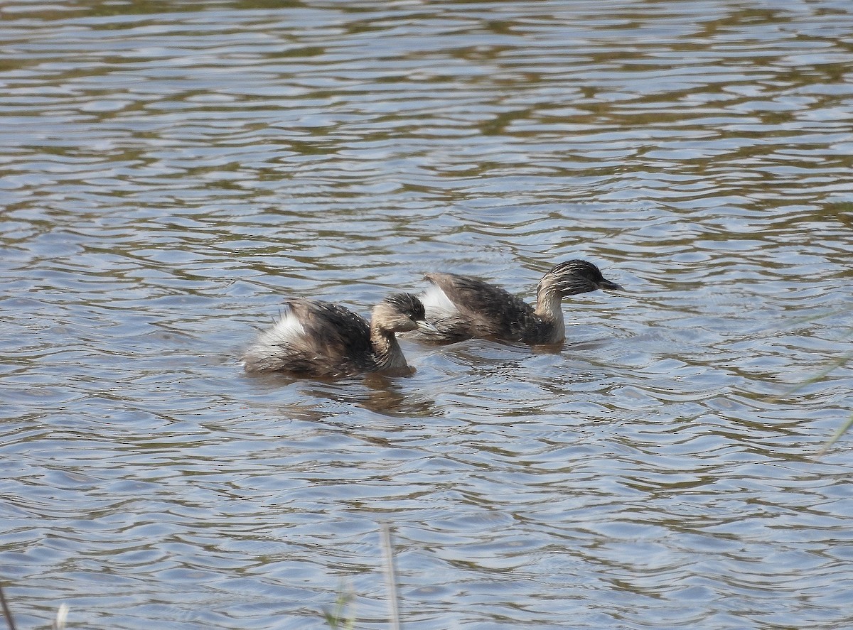 Hoary-headed Grebe - Joanne Thompson