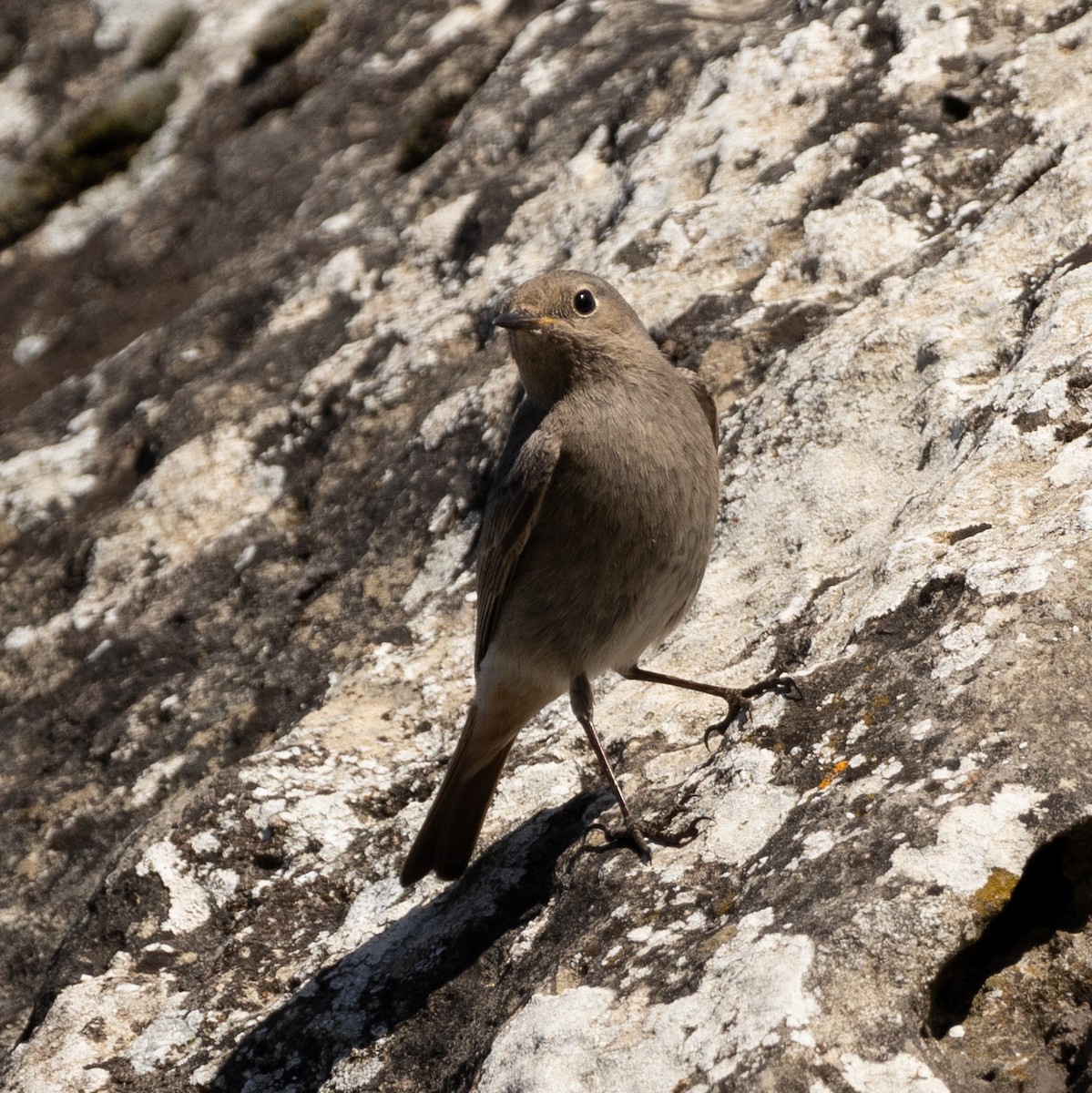 Black Redstart - ML616929280