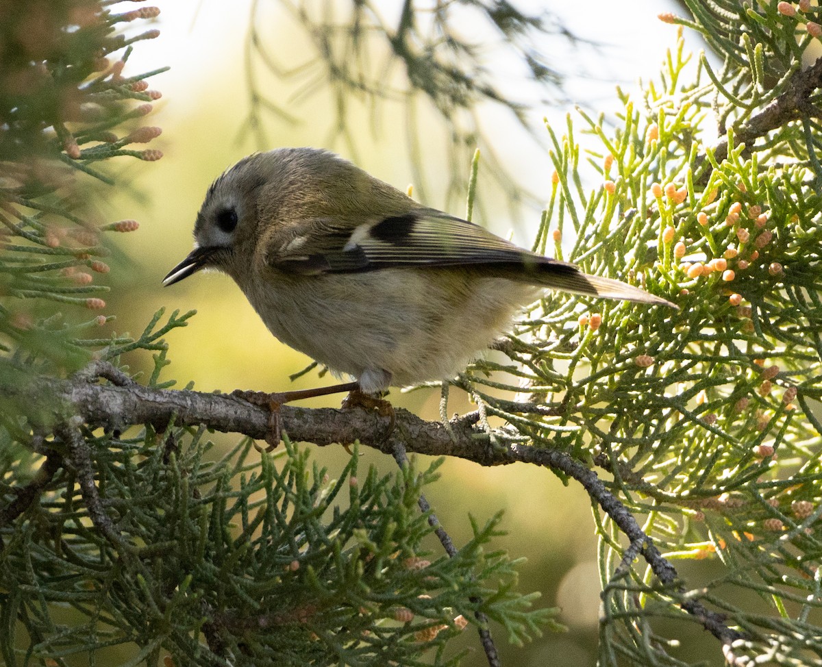 Goldcrest - ML616929281