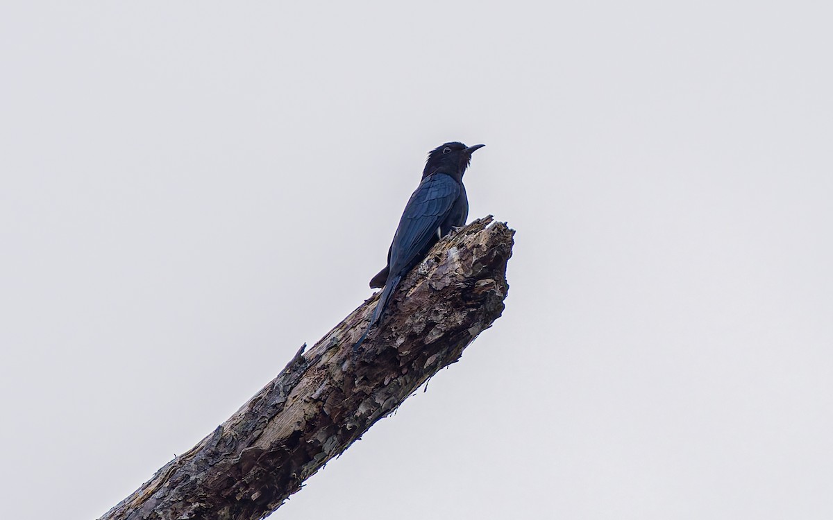 Square-tailed Drongo-Cuckoo - ML616929283