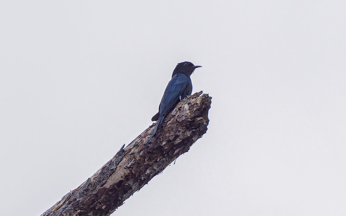 Square-tailed Drongo-Cuckoo - ML616929288