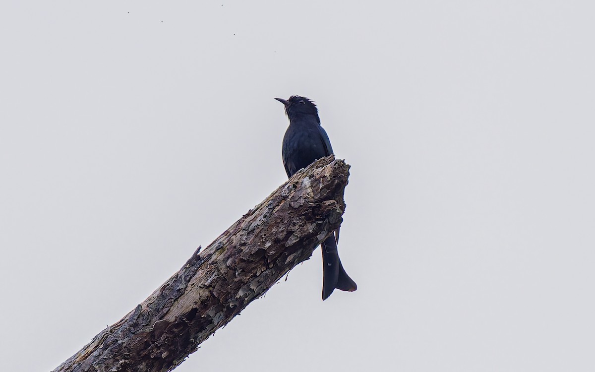 Square-tailed Drongo-Cuckoo - ML616929290