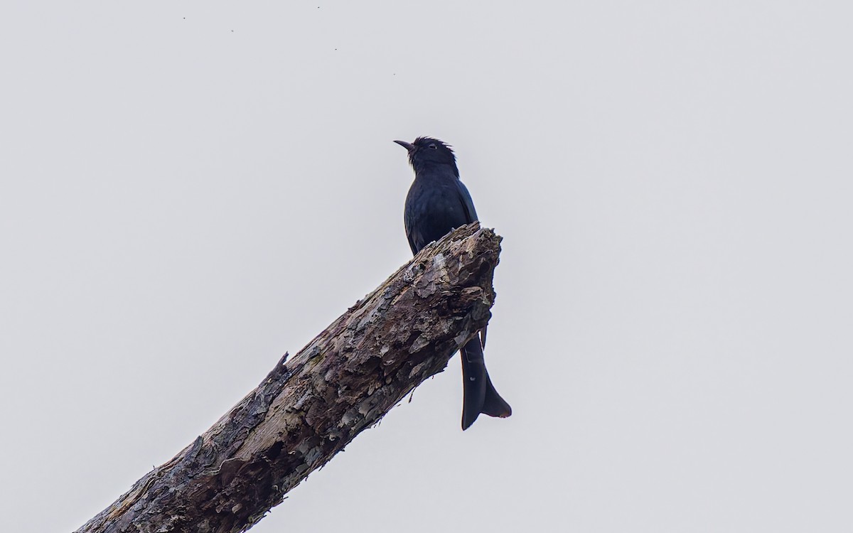 Asya Drongo Guguğu - ML616929290