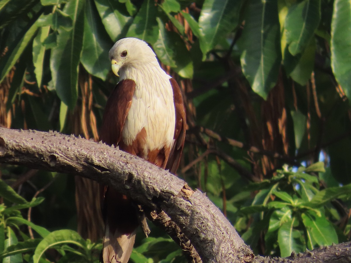 Brahminy Kite - ML616929354