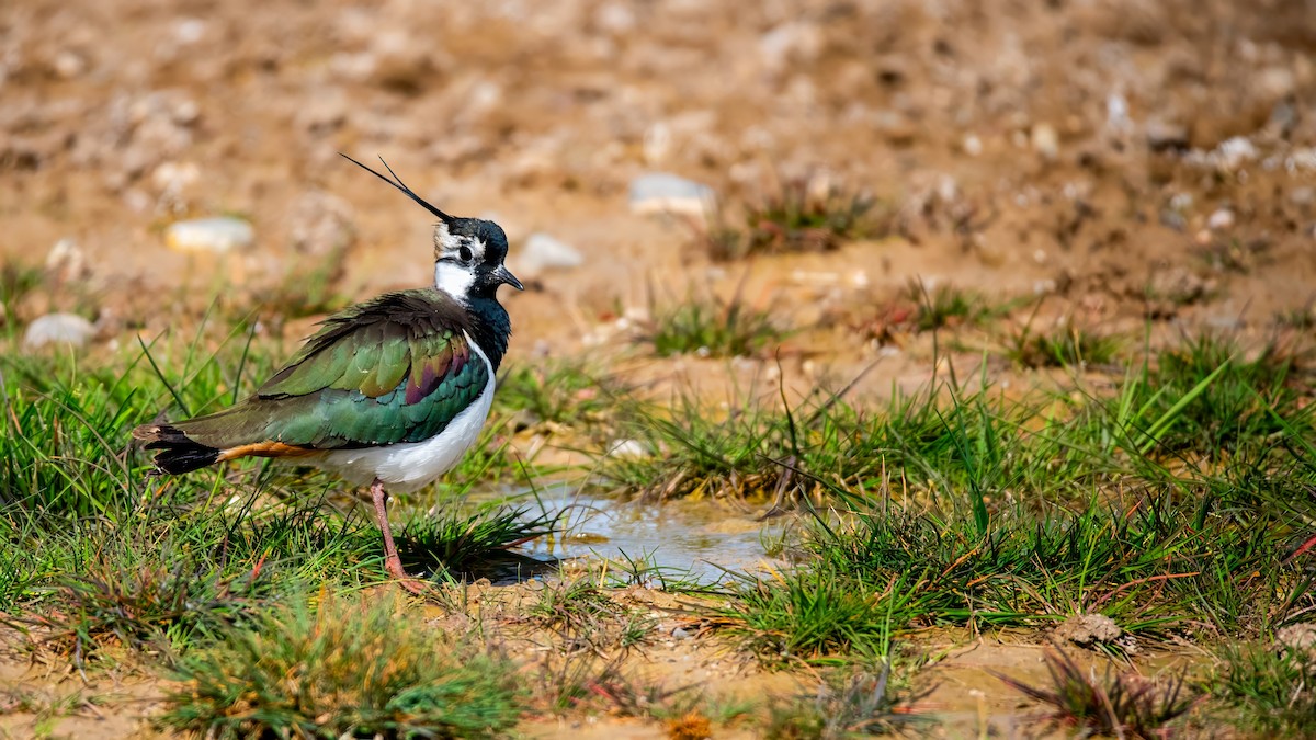 Northern Lapwing - ML616929406