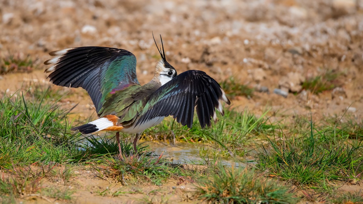 Northern Lapwing - ML616929407