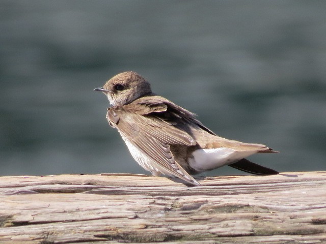 Northern Rough-winged Swallow - ML616929419