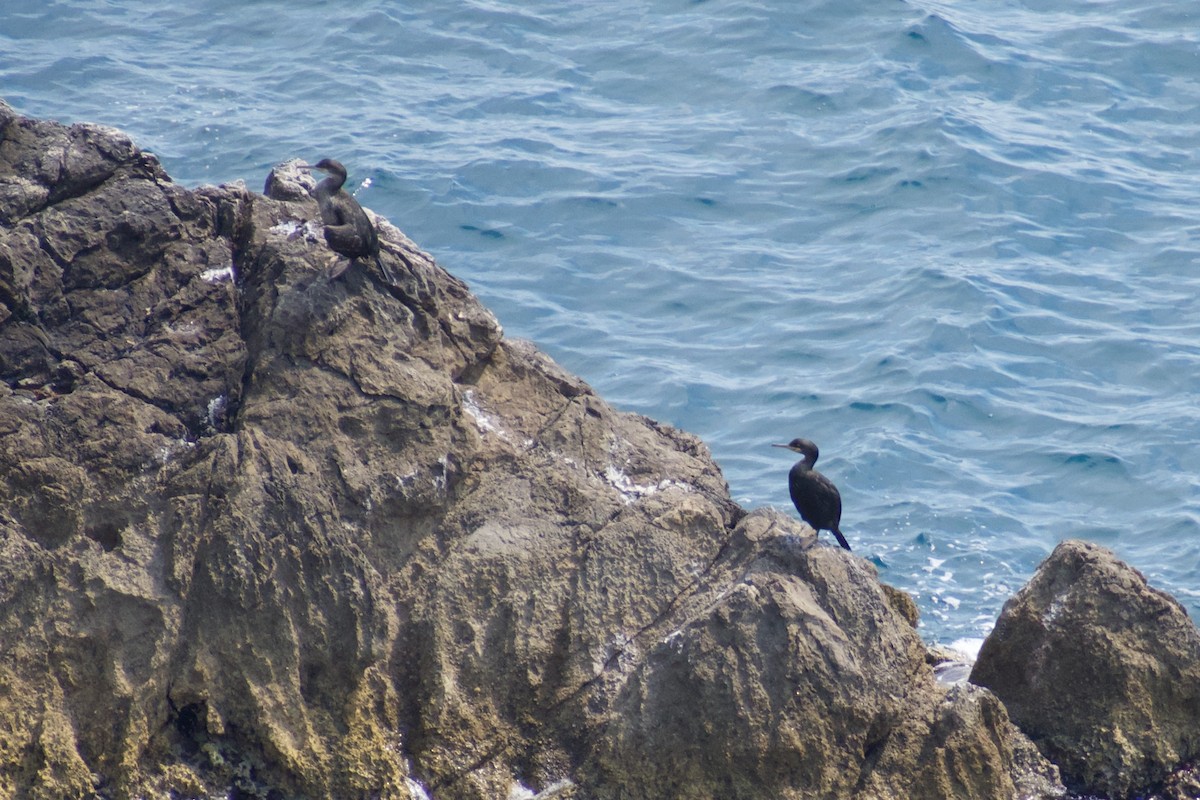 European Shag - Lance Rathbone