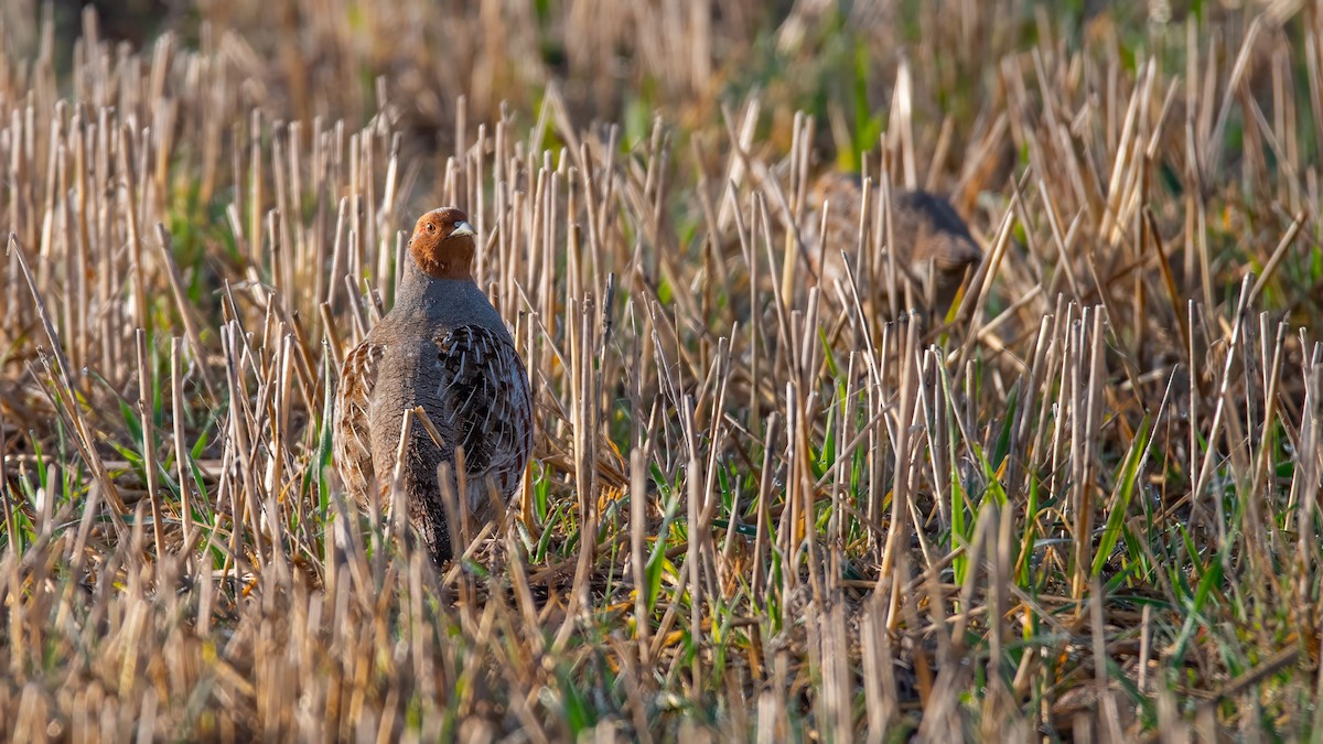 Gray Partridge - ML616929488