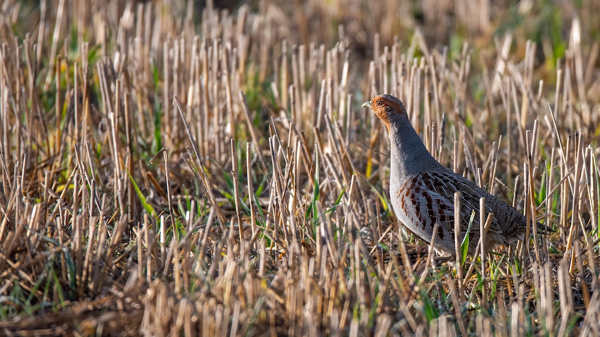 Gray Partridge - ML616929489