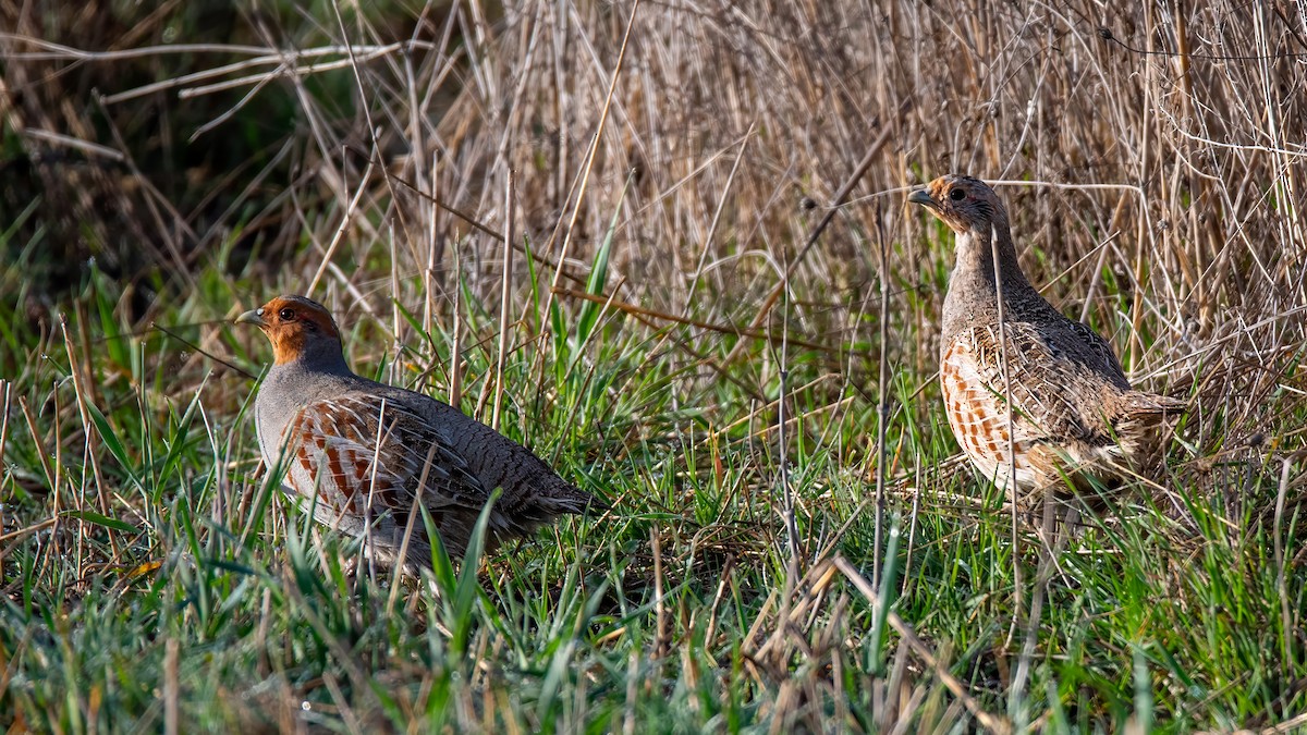 Gray Partridge - ML616929490