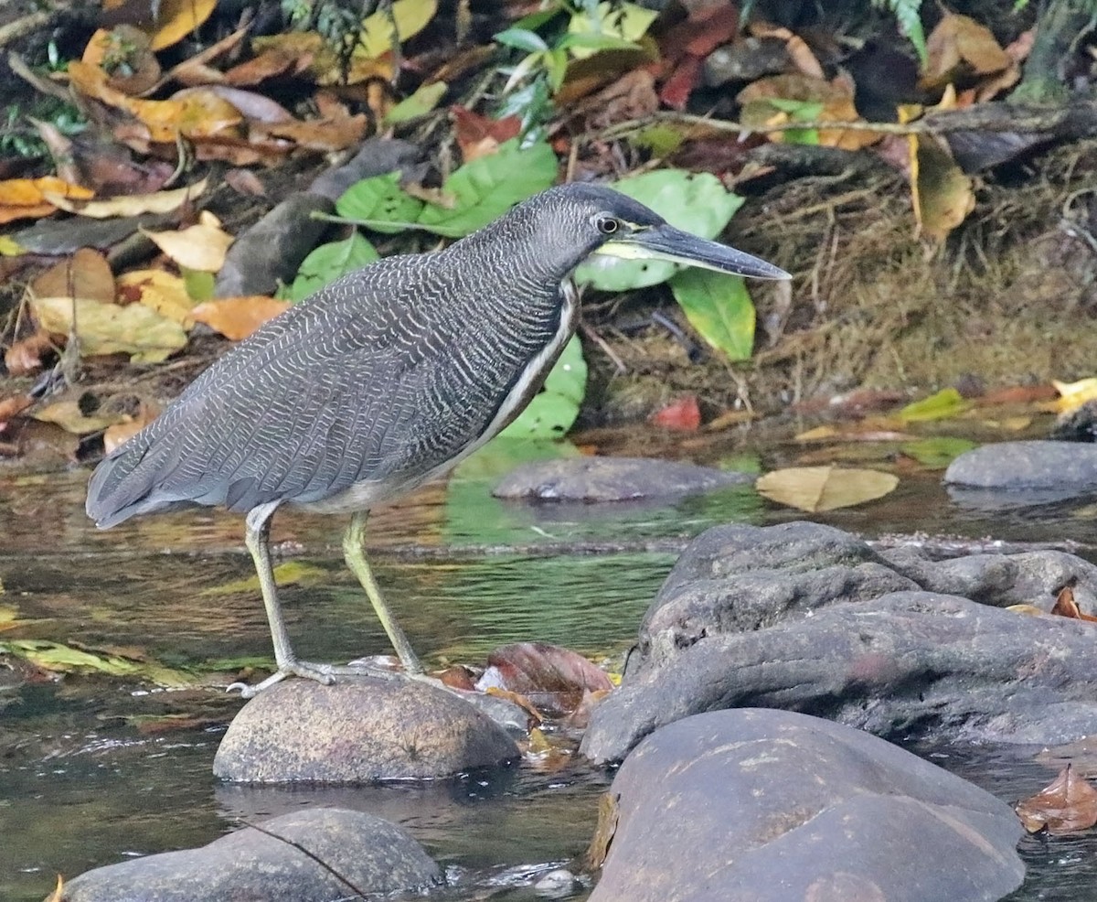 Fasciated Tiger-Heron - ML616929562