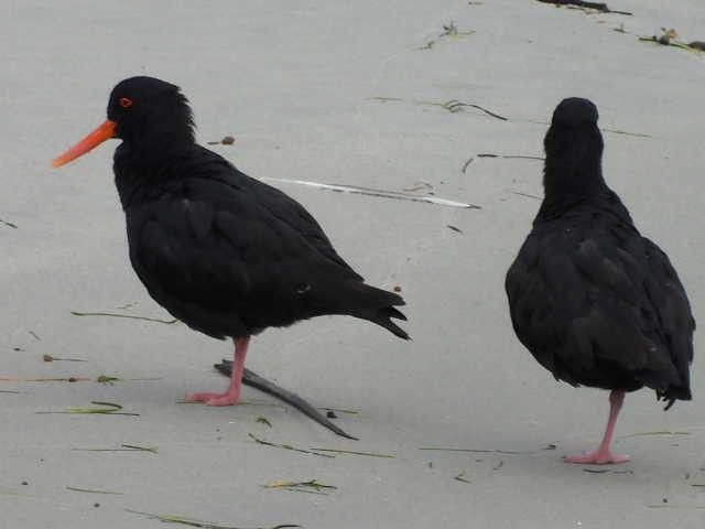 Variable Oystercatcher - Stew Stewart