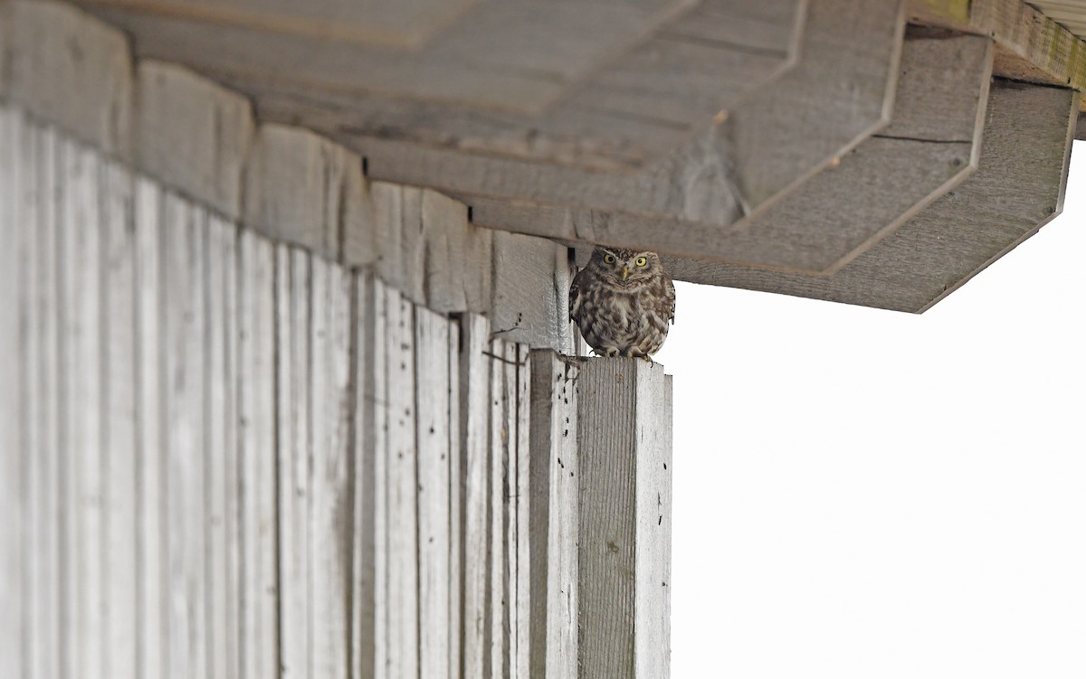 Little Owl (Little) - ML616929594