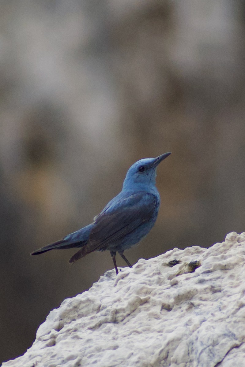 Blue Rock-Thrush - ML616929598