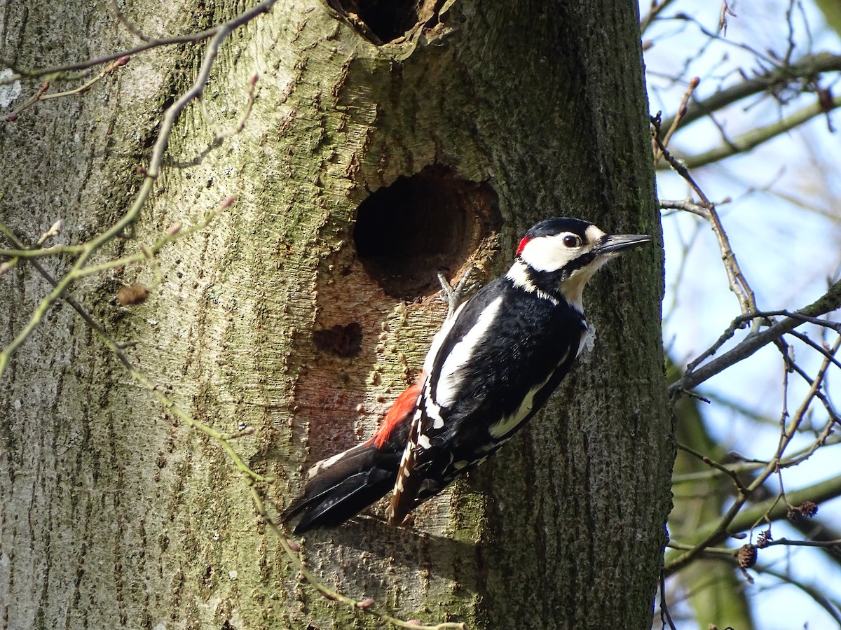 Great Spotted Woodpecker - ML616929651