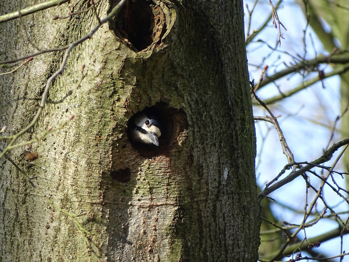 Great Spotted Woodpecker - ML616929652