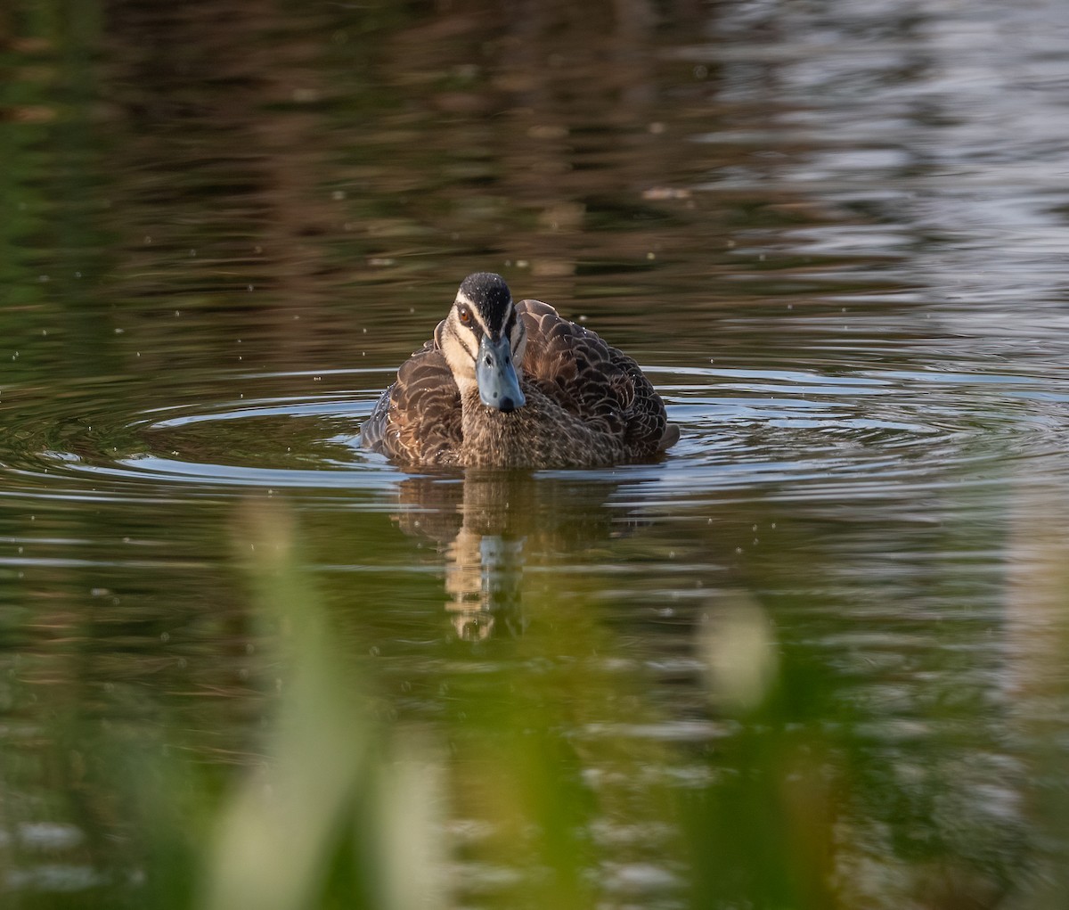 Pacific Black Duck - ML616929676