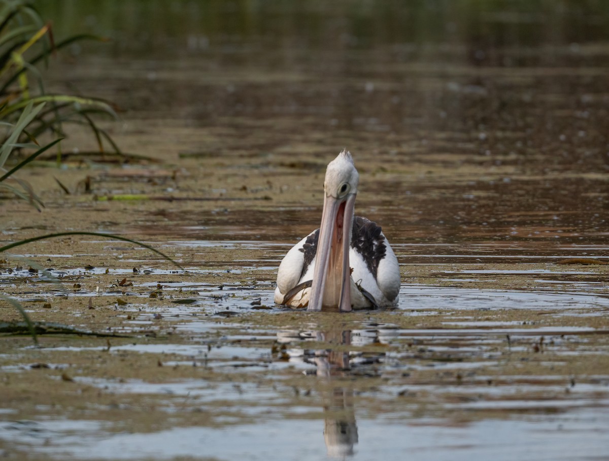 Australian Pelican - ML616929727