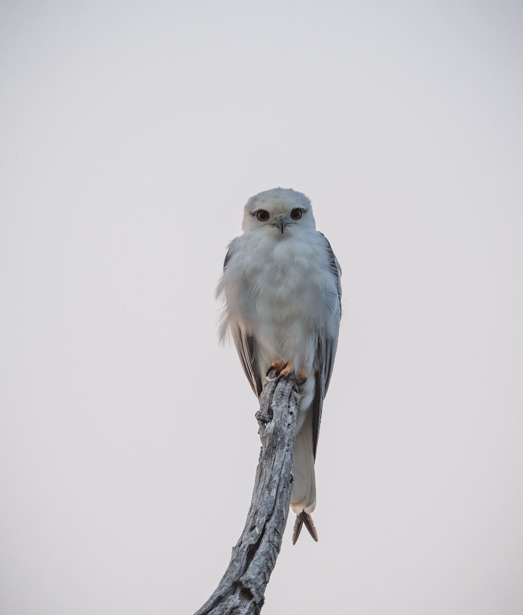 Black-shouldered Kite - ML616929735